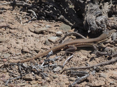 Pedioplanis lineoocellata