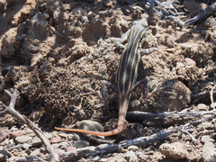 Pedioplanis burchelli