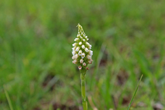 Brachystele guayanensis