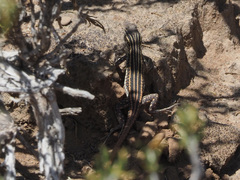 Pedioplanis burchelli