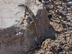 Pedioplanis burchelli