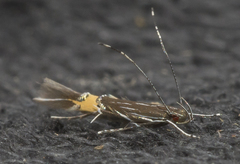 Cosmopterix clemensella