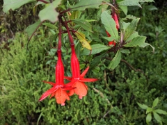 Fuchsia loxensis