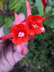 Fuchsia loxensis