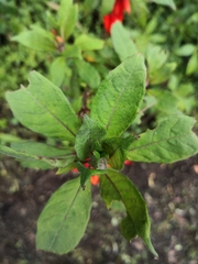 Fuchsia loxensis