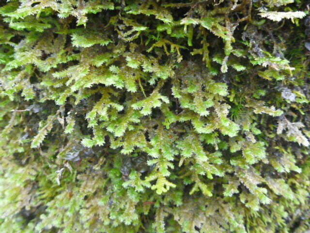 shingle moss