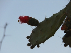Opuntia dejecta