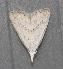 Meganola brunellus