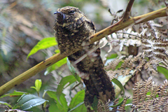 Antrostomus arizonae