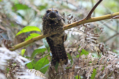 Antrostomus arizonae