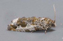 Proteoteras naracana
