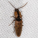 Atta-associated Click Beetle - Photo (c) Marcia Morris, some rights reserved (CC BY-NC), uploaded by Marcia Morris
