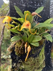 Masdevallia