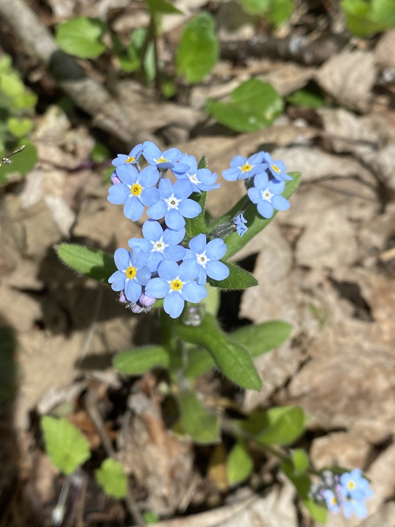 Forget-me-nots (Genus Myosotis) · iNaturalist