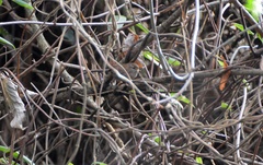 Troglodytes troglodytes
