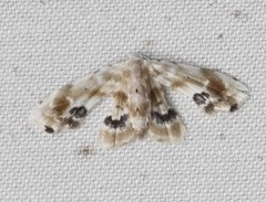 Holocryptis phasianura