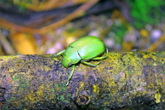 Chrysina karschi