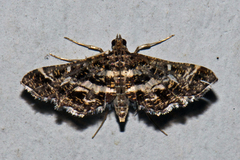 Diasemiopsis ramburialis