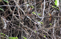 Troglodytes troglodytes
