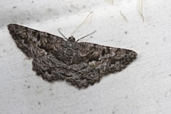 Hypomecis externaria