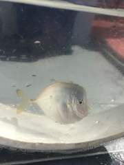 Selene setapinnis