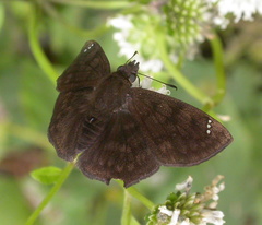 Nisoniades
