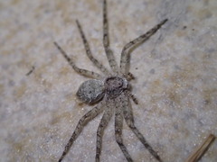 Philodromus emarginatus
