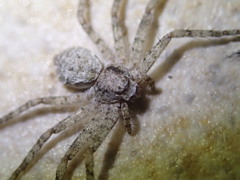 Philodromus emarginatus