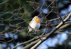 Erithacus rubecula
