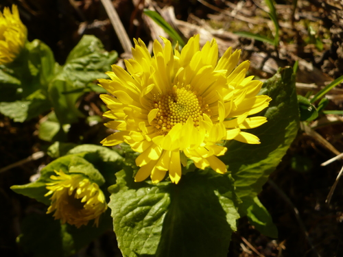 Image of Doronicum Altaicum (Doronicum altaicum) by no rights reserved