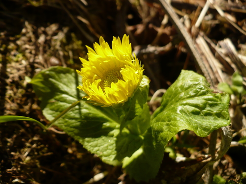 Image of Doronicum Altaicum (Doronicum altaicum) by no rights reserved