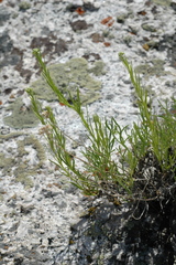Artemisia inaequifolia
