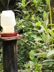 Diglossa lafresnayii