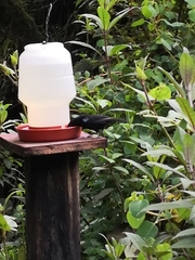 Diglossa lafresnayii