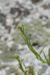 Artemisia inaequifolia