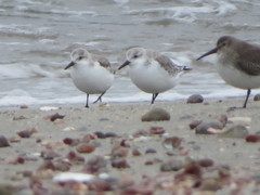Calidris alba