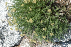 Cymopterus hendersonii