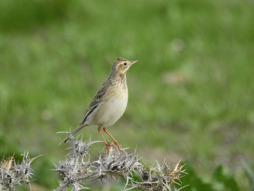 Richard's Pipit