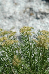 Cymopterus hendersonii