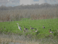 Anser albifrons albifrons