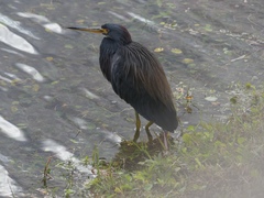 Egretta tricolor image