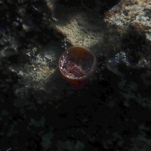 Thylacodes arenarius
