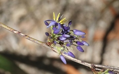 Dianella caerulea petasmatodes