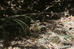 Dianella caerulea petasmatodes