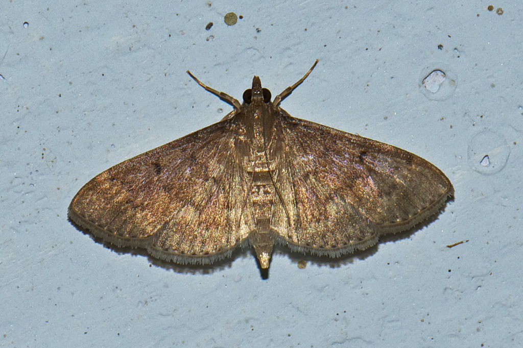 Herpetogramma