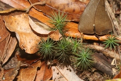 Dawsonia polytrichoides