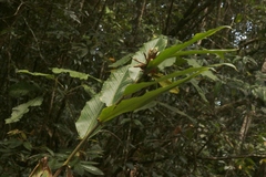 Alpinia arctiflora