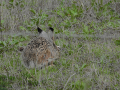 Myxoma virus