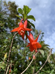 Fuchsia loxensis