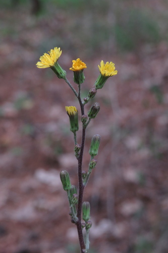 Hieracium longipilum Torr. ex Hook.